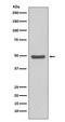 Cyclin E2 antibody, M04536, Boster Biological Technology, Western Blot image 