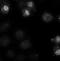 Centromere Protein E antibody, orb76599, Biorbyt, Immunohistochemistry frozen image 