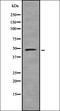 Ubiquitin Like Modifier Activating Enzyme 3 antibody, orb337214, Biorbyt, Western Blot image 