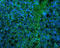 Proteolipid Protein 1 antibody, orb131678, Biorbyt, Immunocytochemistry image 