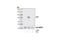 Tumor Protein P73 antibody, 4662S, Cell Signaling Technology, Western Blot image 