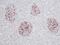 Fibroblast Growth Factor 1 antibody, PP1006P2, Origene, Immunohistochemistry frozen image 