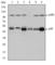 Nuclear Factor Kappa B Subunit 1 antibody, abx011949, Abbexa, Western Blot image 