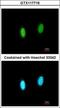 G-Patch Domain And KOW Motifs antibody, GTX117716, GeneTex, Immunofluorescence image 