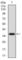 Interleukin 3 Receptor Subunit Alpha antibody, abx015894, Abbexa, Western Blot image 