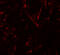 Vasohibin 1 antibody, 6325, ProSci, Immunofluorescence image 