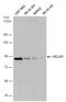 Doublecortin Like Kinase 1 antibody, PA5-78281, Invitrogen Antibodies, Western Blot image 