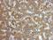 Alpha-1-Microglobulin/Bikunin Precursor antibody, GTX101068, GeneTex, Immunohistochemistry paraffin image 