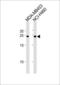 B Cell Receptor Associated Protein 31 antibody, LS-C204035, Lifespan Biosciences, Western Blot image 