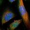 Trafficking Kinesin Protein 2 antibody, NBP1-90182, Novus Biologicals, Immunofluorescence image 