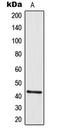 Galanin Receptor 2 antibody, LS-C354126, Lifespan Biosciences, Western Blot image 