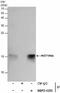Histone Cluster 4 H4 antibody, NBP2-42860, Novus Biologicals, Immunoprecipitation image 