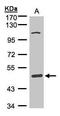 Scavenger Receptor Class A Member 3 antibody, TA308145, Origene, Western Blot image 