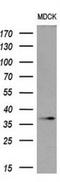 POU Class 5 Homeobox 1 antibody, NBP1-47923, Novus Biologicals, Western Blot image 
