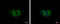 Inner Membrane Mitochondrial Protein antibody, GTX115523, GeneTex, Immunocytochemistry image 