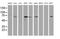 Mahogunin Ring Finger 1 antibody, MA5-25499, Invitrogen Antibodies, Western Blot image 