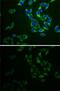 Adenylate Kinase 1 antibody, GTX30037, GeneTex, Immunofluorescence image 