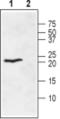 Ephrin A1 antibody, PA5-77394, Invitrogen Antibodies, Western Blot image 