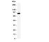 Reticulon 1 antibody, R31379, NSJ Bioreagents, Western Blot image 