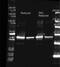 Sarcosine oxidase subunit alpha antibody, R1110PS, Origene, Western Blot image 