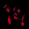 Erb-B2 Receptor Tyrosine Kinase 3 antibody, LS-C356018, Lifespan Biosciences, Immunofluorescence image 