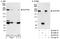 SPT6 Homolog, Histone Chaperone And Transcription Elongation Factor antibody, A300-802A, Bethyl Labs, Immunoprecipitation image 