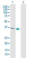 Renalase, FAD Dependent Amine Oxidase antibody, H00055328-D01P, Novus Biologicals, Western Blot image 