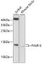 Presequence Translocase Associated Motor 16 antibody, 23-953, ProSci, Western Blot image 