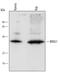 Signal Transducing Adaptor Family Member 1 antibody, AF5717, R&D Systems, Western Blot image 