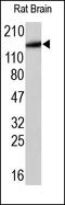 Glutamate Ionotropic Receptor NMDA Type Subunit 2A antibody, 251879, Abbiotec, Western Blot image 