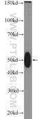 Transcription Factor B2, Mitochondrial antibody, 24411-1-AP, Proteintech Group, Western Blot image 