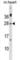 Musculin antibody, abx029864, Abbexa, Western Blot image 