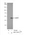 Heterogeneous Nuclear Ribonucleoprotein F antibody, NBP1-33607, Novus Biologicals, Western Blot image 