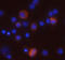 CD69 Molecule antibody, AF2359, R&D Systems, Immunocytochemistry image 