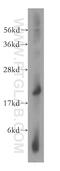 Dynein light chain 1, axonemal antibody, 15809-1-AP, Proteintech Group, Western Blot image 