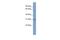 CKLF Like MARVEL Transmembrane Domain Containing 2 antibody, PA5-68528, Invitrogen Antibodies, Western Blot image 