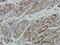 Ribosomal Protein S6 Kinase A6 antibody, H00027330-M04, Novus Biologicals, Immunohistochemistry frozen image 