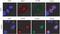 Polo Like Kinase 1 antibody, 37-7000, Invitrogen Antibodies, Immunofluorescence image 