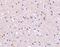 Nicastrin antibody, NBP1-77270, Novus Biologicals, Immunohistochemistry frozen image 