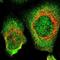 Sperm-associated antigen 5 antibody, NBP1-85262, Novus Biologicals, Immunocytochemistry image 