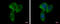 Ubiquinol-Cytochrome C Reductase Core Protein 1 antibody, GTX101896, GeneTex, Immunofluorescence image 