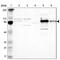 Hexose-6-Phosphate Dehydrogenase/Glucose 1-Dehydrogenase antibody, PA5-52117, Invitrogen Antibodies, Western Blot image 