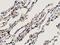 Annexin A3 antibody, LS-C172374, Lifespan Biosciences, Immunohistochemistry frozen image 