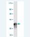 Neuronal PAS Domain Protein 2 antibody, H00004862-M04, Novus Biologicals, Western Blot image 