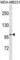 Trichohyalin Like 1 antibody, abx030488, Abbexa, Western Blot image 