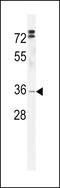 5-Hydroxymethylcytosine Binding, ES Cell Specific antibody, LS-C167284, Lifespan Biosciences, Western Blot image 