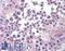 Exportin 7 antibody, LS-B2854, Lifespan Biosciences, Immunohistochemistry frozen image 