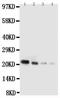 Interleukin 18 antibody, PA5-79481, Invitrogen Antibodies, Western Blot image 