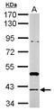 RAD51 Recombinase antibody, NBP2-20059, Novus Biologicals, Western Blot image 