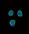 Endothelin Receptor Type B antibody, abx032985, Abbexa, Flow Cytometry image 